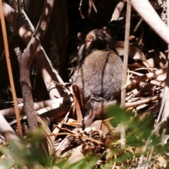 Antechinus mimetes mimetes at Paddys River, ACT - 17 Nov 2019