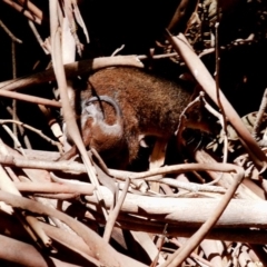 Antechinus mimetes mimetes at Paddys River, ACT - 17 Nov 2019