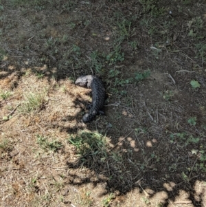 Tiliqua rugosa at Bungendore, NSW - 19 Nov 2019