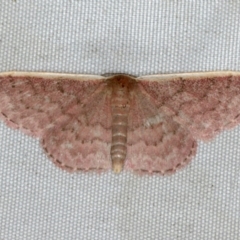 Idaea inversata (Purple Wave) at Rosedale, NSW - 15 Nov 2019 by jb2602