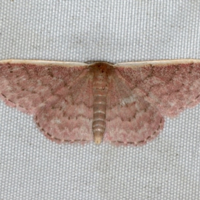 Idaea inversata (Purple Wave) at Rosedale, NSW - 15 Nov 2019 by jb2602