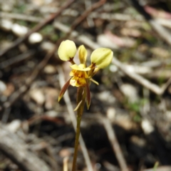 Diuris sulphurea (Tiger Orchid) at Kambah, ACT - 16 Nov 2019 by MatthewFrawley