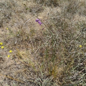 Arthropodium fimbriatum at Latham, ACT - 19 Nov 2019