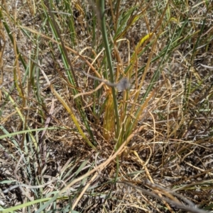 Arthropodium fimbriatum at Latham, ACT - 19 Nov 2019