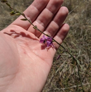 Arthropodium fimbriatum at Latham, ACT - 19 Nov 2019