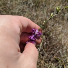 Arthropodium fimbriatum at Latham, ACT - 19 Nov 2019