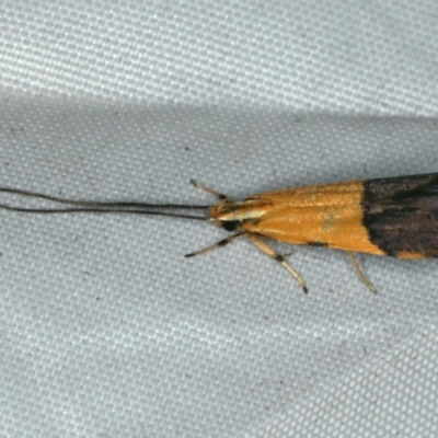 Crocanthes micradelpha (A longhorned moth) at Rosedale, NSW - 15 Nov 2019 by jbromilow50