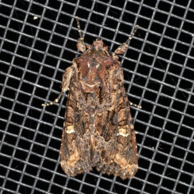 Neumichtis spumigera (A Noctuid moth) at Rosedale, NSW - 15 Nov 2019 by jbromilow50