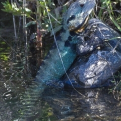 Intellagama lesueurii howittii (Gippsland Water Dragon) at Uriarra Village, ACT - 19 Nov 2019 by Marthijn