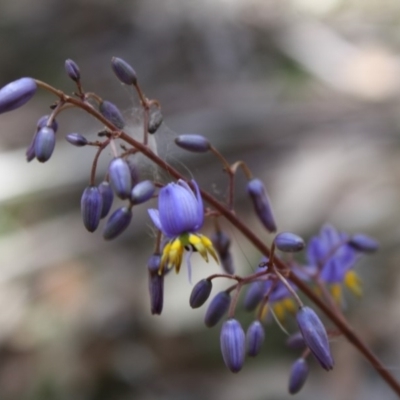 Stypandra glauca (Nodding Blue Lily) at Mongarlowe River - 18 Nov 2019 by LisaH
