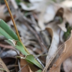 Stypandra glauca at Mongarlowe, NSW - 18 Nov 2019 02:01 PM