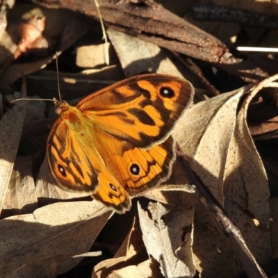 Heteronympha merope (Common Brown Butterfly) at Black Range, NSW - 17 Nov 2019 by KMcCue