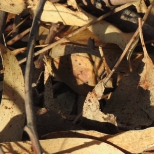 Heteronympha merope at Black Range, NSW - 17 Nov 2019 04:51 PM