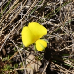 Gompholobium grandiflorum (Large Wedge-pea) at Mongarlowe River - 18 Nov 2019 by LisaH