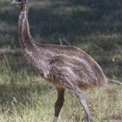 Dromaius novaehollandiae (Emu) at Paddys River, ACT - 18 Nov 2019 by Marthijn