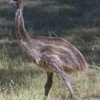 Dromaius novaehollandiae (Emu) at Paddys River, ACT - 19 Nov 2019 by Marthijn