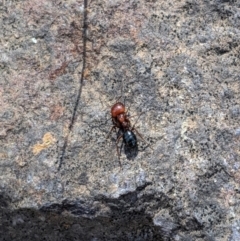 Melophorus sp. (genus) (Furnace ant) at Umbagong District Park - 19 Nov 2019 by MattM