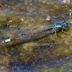 Ischnura heterosticta at Monash, ACT - 19 Nov 2019