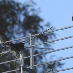 Hirundo neoxena (Welcome Swallow) at Black Range, NSW - 18 Nov 2019 by KMcCue
