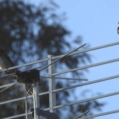 Hirundo neoxena (Welcome Swallow) at Black Range, NSW - 17 Nov 2019 by KMcCue