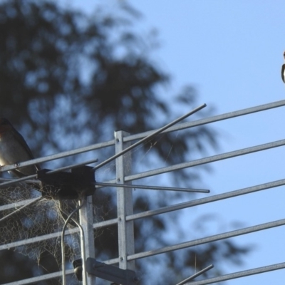 Hirundo neoxena (Welcome Swallow) at Black Range, NSW - 18 Nov 2019 by KMcCue