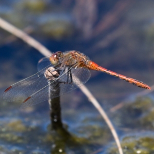 Diplacodes bipunctata at Monash, ACT - 19 Nov 2019