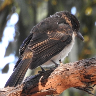 Cracticus torquatus (Grey Butcherbird) at Black Range, NSW - 17 Nov 2019 by KMcCue