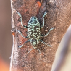 Chrysolopus spectabilis (Botany Bay Weevil) at Tennent, ACT - 19 Nov 2019 by SWishart