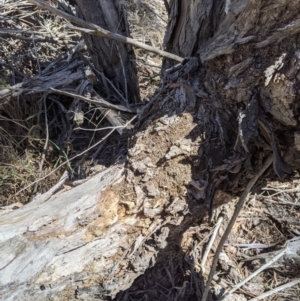 Papyrius nitidus at Latham, ACT - 19 Nov 2019