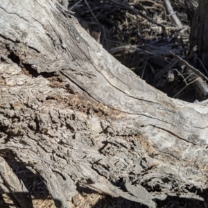 Papyrius nitidus at Latham, ACT - 19 Nov 2019