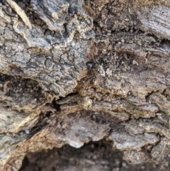 Papyrius nitidus at Latham, ACT - 19 Nov 2019