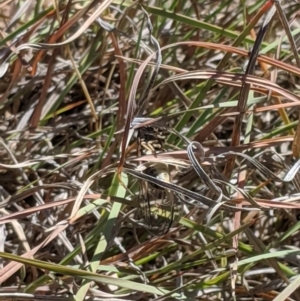 Myopsalta waterhousei at Latham, ACT - 19 Nov 2019