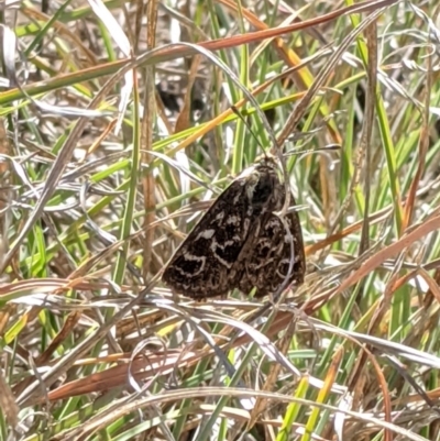 Synemon plana (Golden Sun Moth) at Latham, ACT - 19 Nov 2019 by MattM