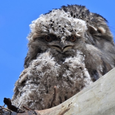 Podargus strigoides (Tawny Frogmouth) at Tharwa, ACT - 18 Nov 2019 by JohnBundock