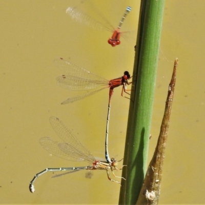 Xanthagrion erythroneurum (Red & Blue Damsel) at Kambah, ACT - 19 Nov 2019 by JohnBundock