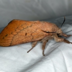 Pararguda nasuta (Wattle Snout Moth) at Rosedale, NSW - 15 Nov 2019 by jb2602