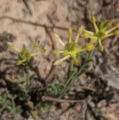 Pimelea curviflora at Royalla, NSW - 19 Nov 2019