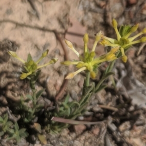 Pimelea curviflora at Royalla, NSW - 19 Nov 2019 03:02 PM