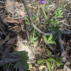 Glycine tabacina (Variable Glycine) at Royalla, ACT - 19 Nov 2019 by MPennay