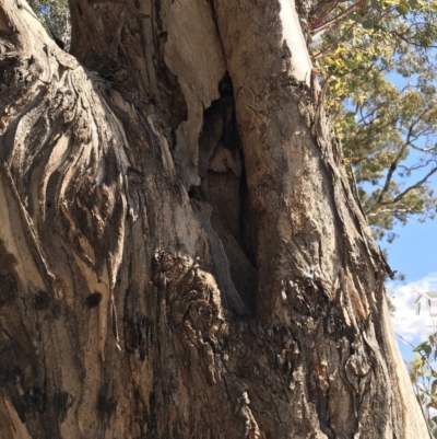 Eucalyptus melliodora (Yellow Box) at Federal Golf Course - 17 Nov 2019 by Glynnature