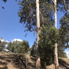 Eucalyptus globulus subsp. bicostata (Southern Blue Gum, Eurabbie) at Federal Golf Course - 17 Nov 2019 by Glynnature