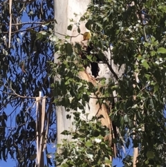 Eucalyptus globulus subsp. bicostata at Garran, ACT - 17 Nov 2019