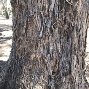 Eucalyptus melliodora at Garran, ACT - 17 Nov 2019 02:46 PM