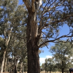 Eucalyptus melliodora at Garran, ACT - 17 Nov 2019 02:46 PM