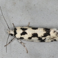 Lichenaula calligrapha (A curved-horn moth) at Rosedale, NSW - 15 Nov 2019 by jbromilow50