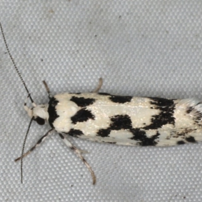 Lichenaula calligrapha (A curved-horn moth) at Rosedale, NSW - 15 Nov 2019 by jbromilow50