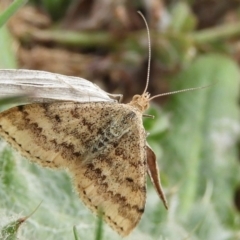 Scopula rubraria (Reddish Wave, Plantain Moth) at Jerrabomberra Wetlands - 6 Sep 2019 by Christine