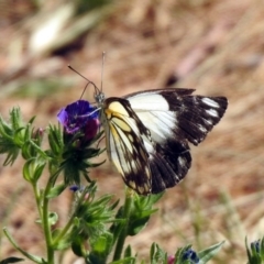 Belenois java (Caper White) at Paddys River, ACT - 17 Nov 2019 by RodDeb