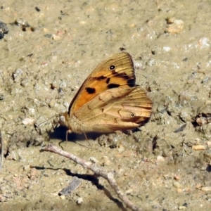 Heteronympha merope at Paddys River, ACT - 18 Nov 2019