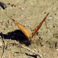 Heteronympha merope at Paddys River, ACT - 18 Nov 2019